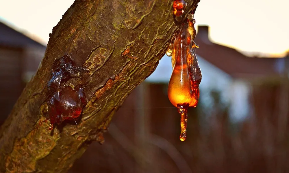 tay nhua cay tren xe o to (7)